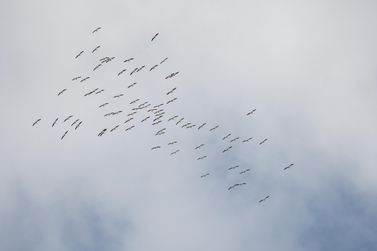 American White Pelican - ML179412551