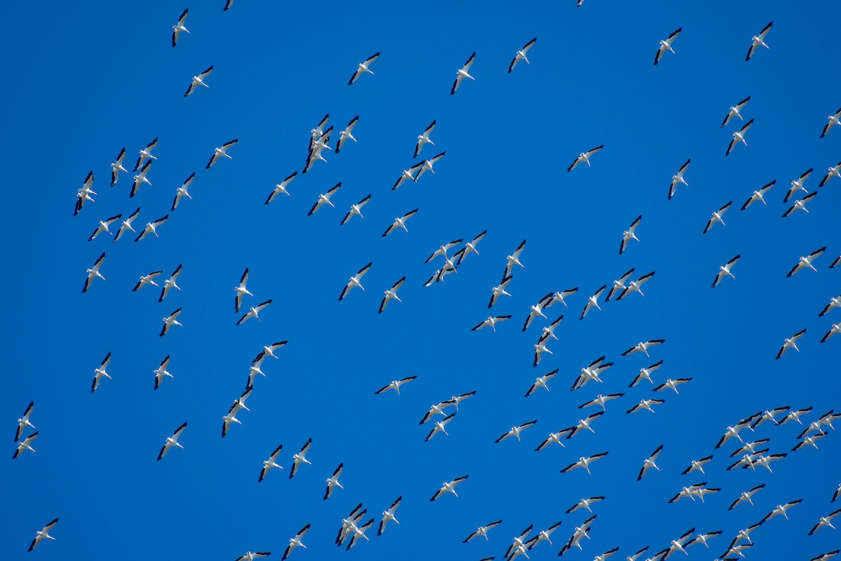 American White Pelican - ML179412561