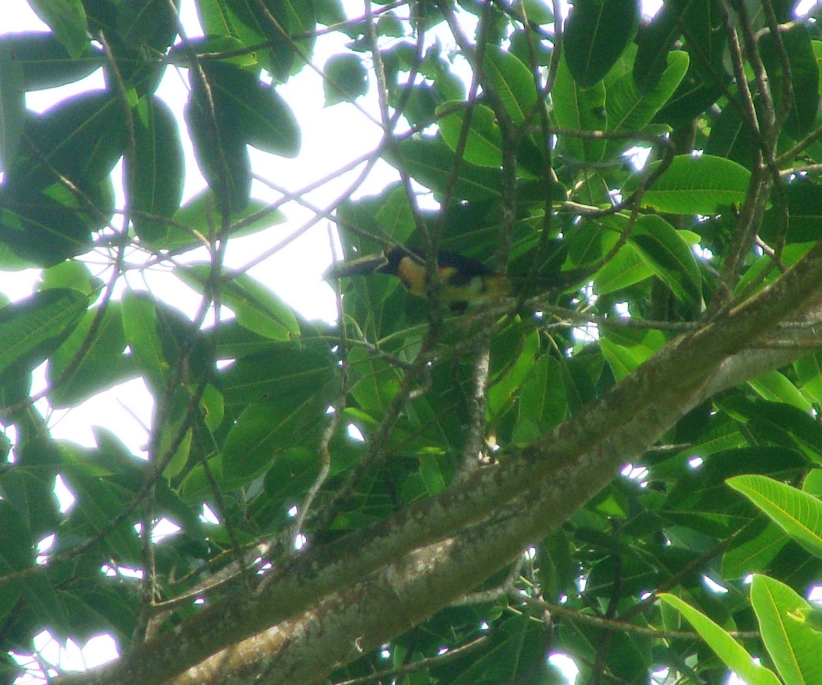 Collared Aracari - ML179412801