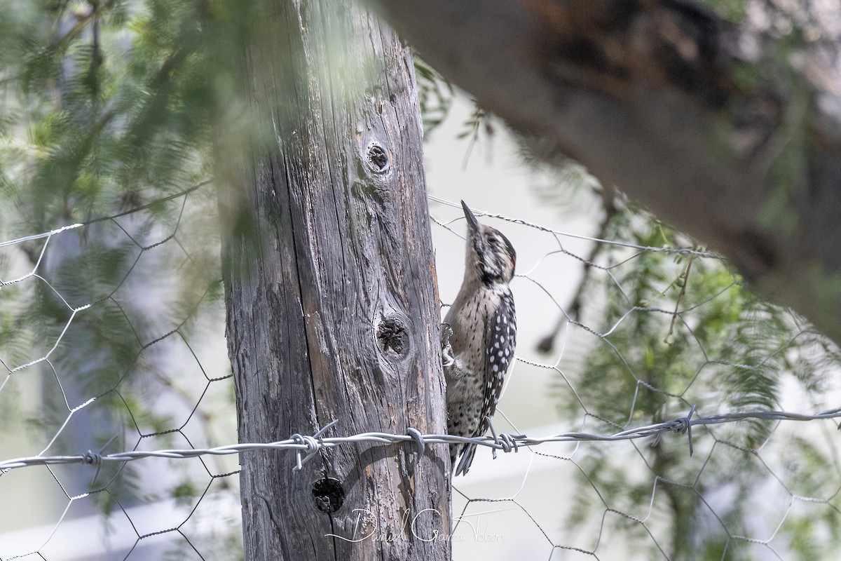 Ladder-backed Woodpecker - Daniel  Garza Tobón