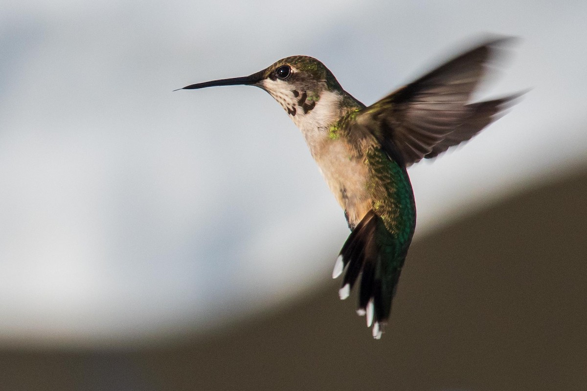 Ruby-throated Hummingbird - ML179414171