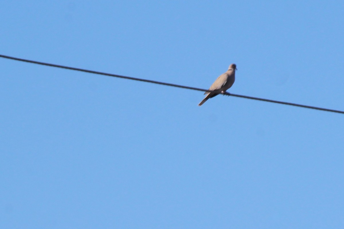 Eurasian Collared-Dove - ML179414331