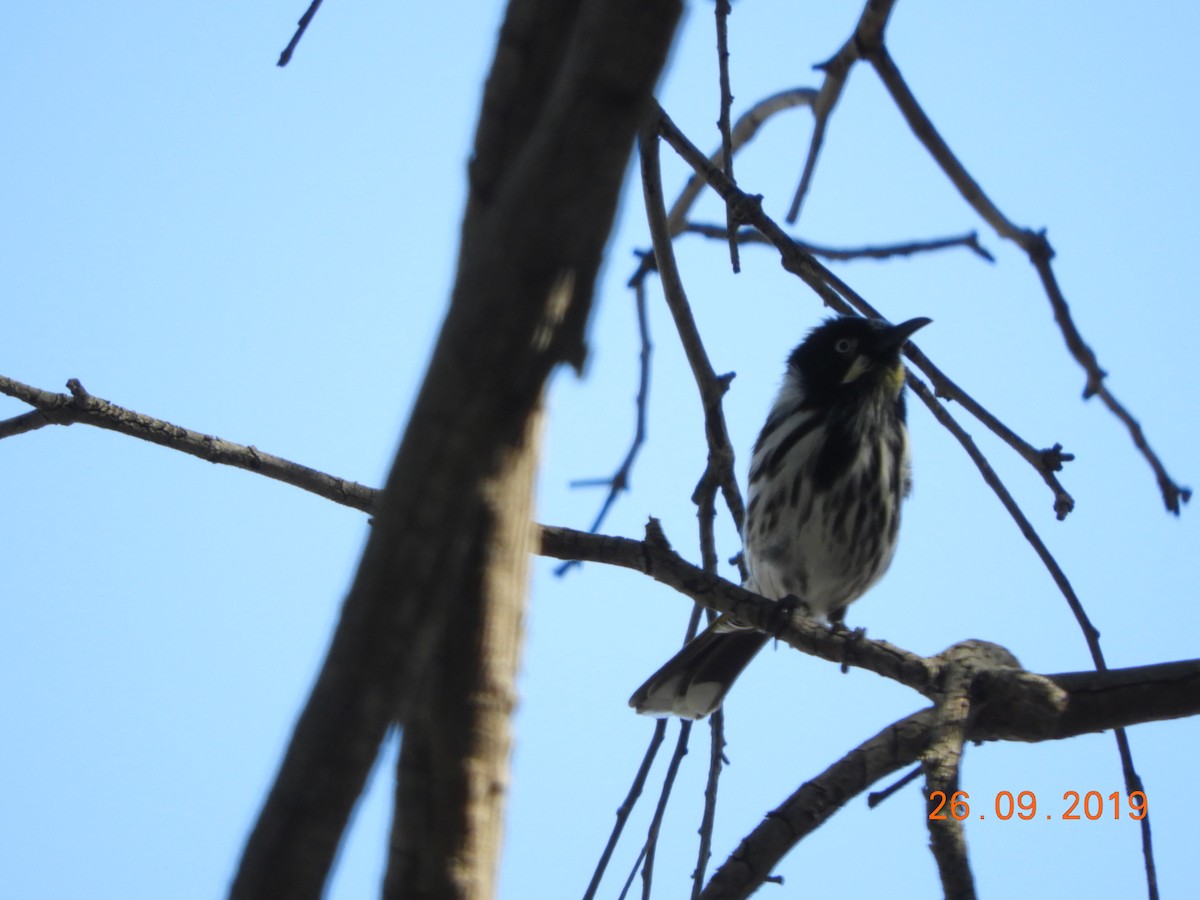 New Holland Honeyeater - ML179414481