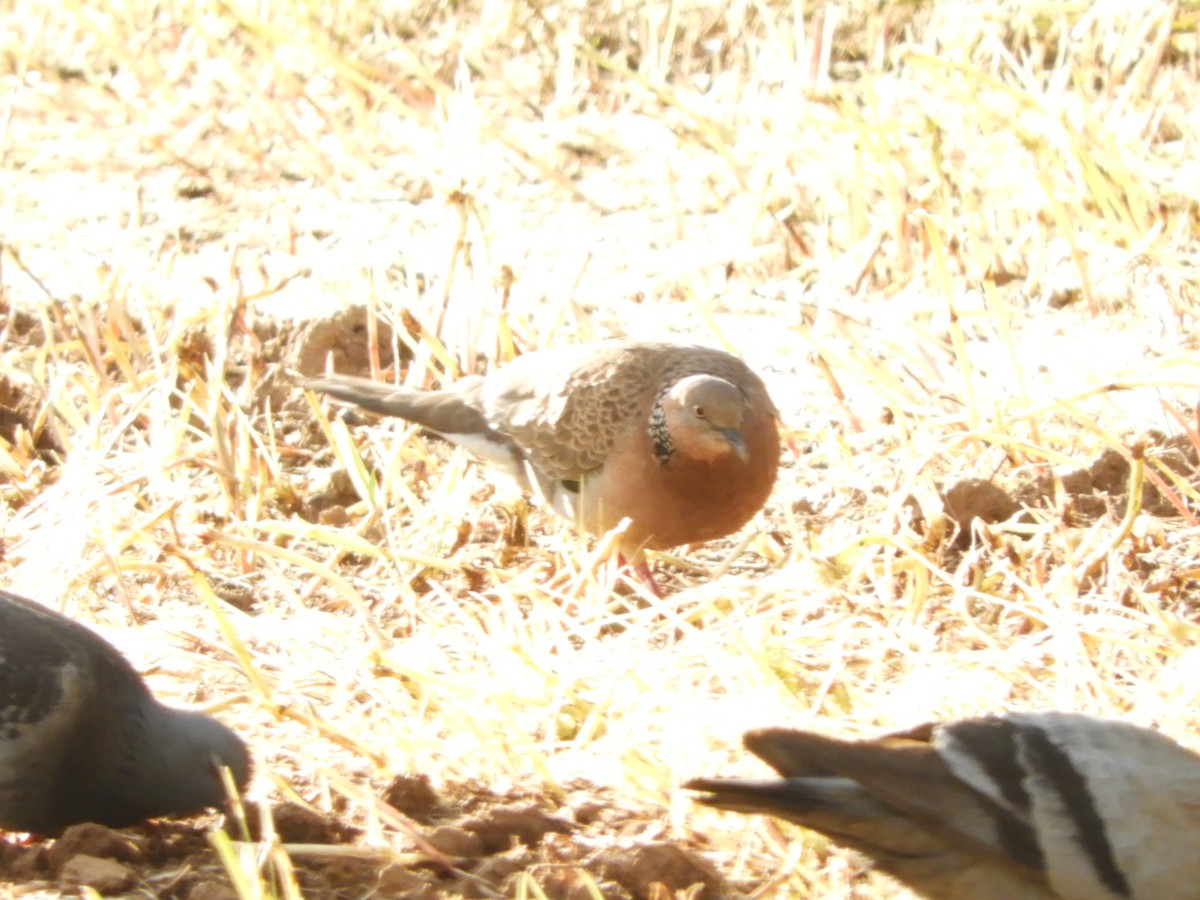 Spotted Dove - ML179414581