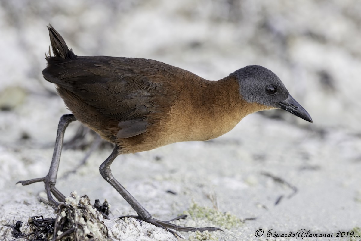 Ruddy Crake - Jorge Eduardo Ruano