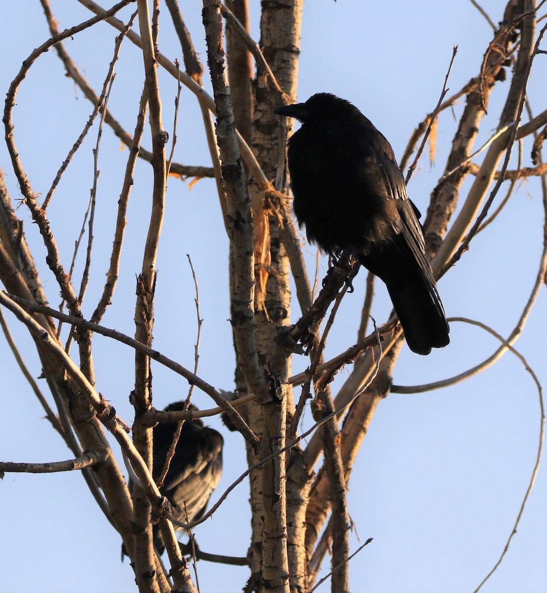 American Crow - ML179417551
