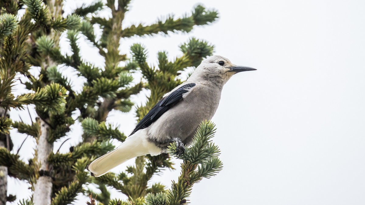 konglekråke - ML179417591