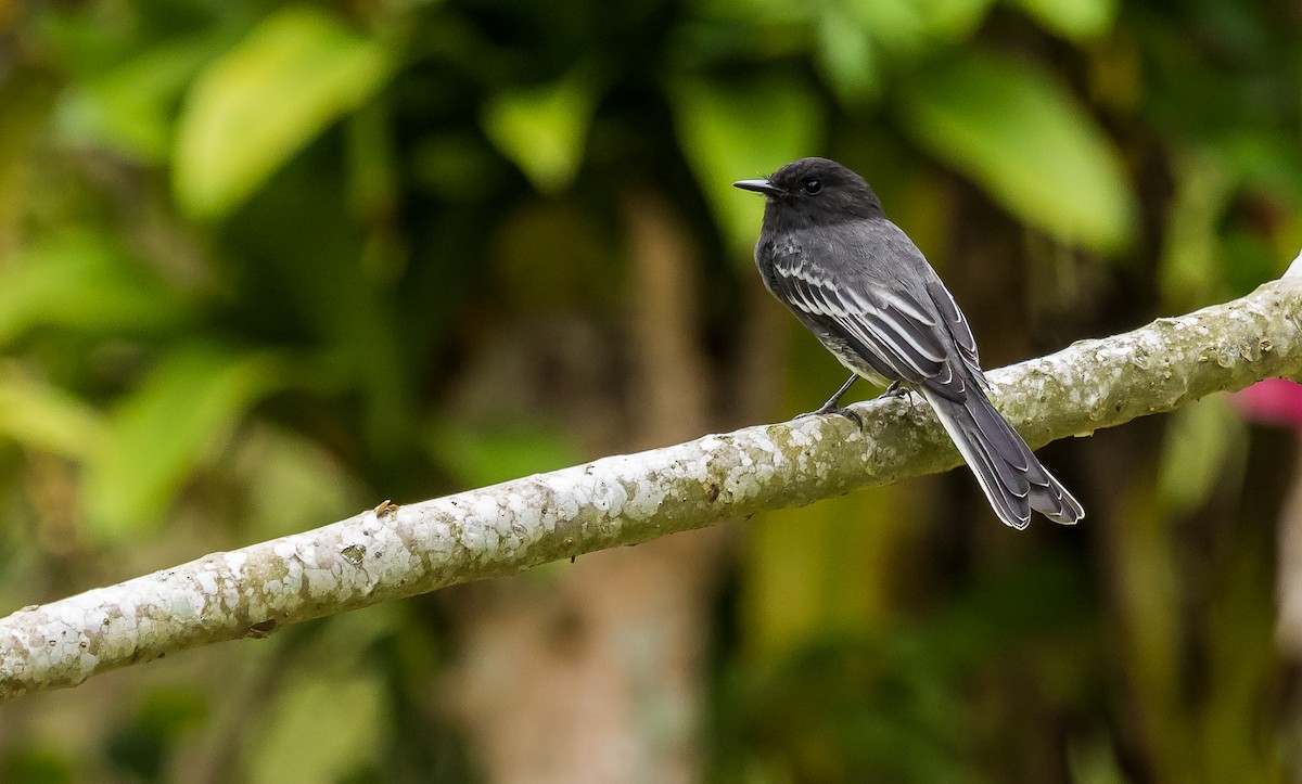 Black Phoebe - ML179417951