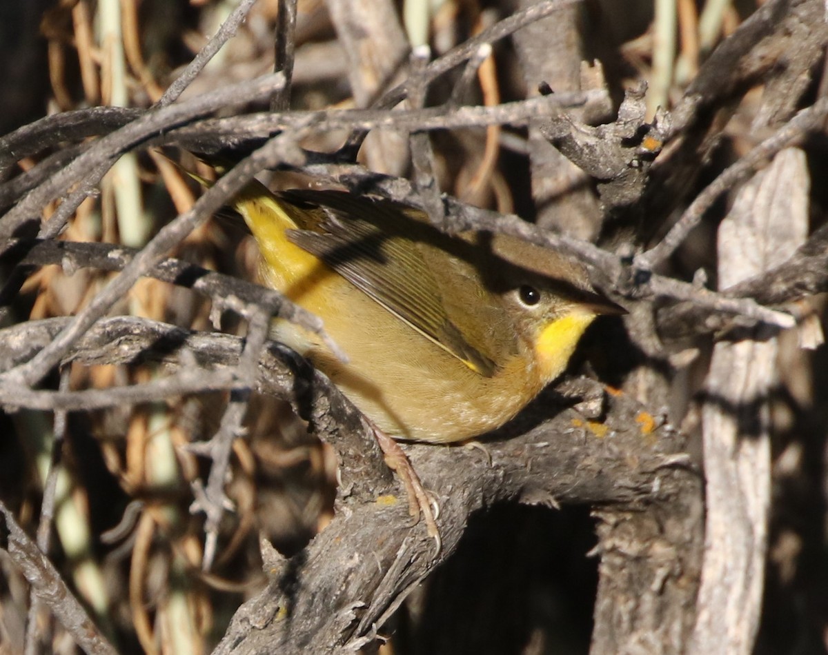 Common Yellowthroat - ML179419001