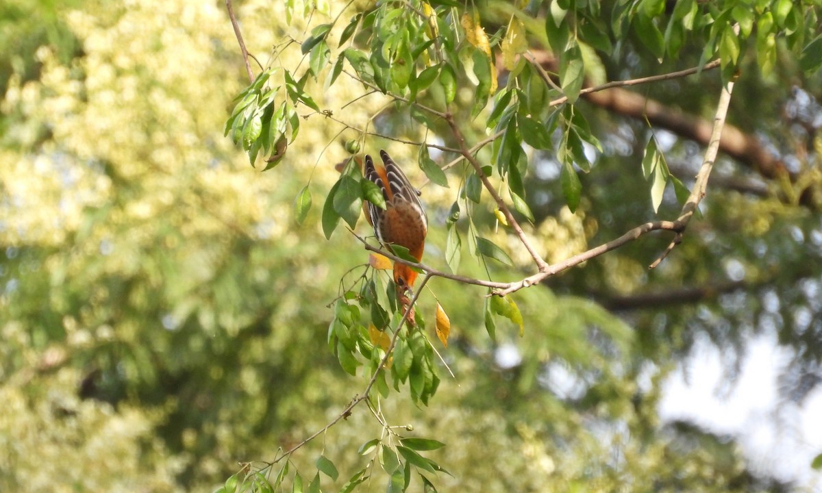 Streak-backed Oriole - ML179419321