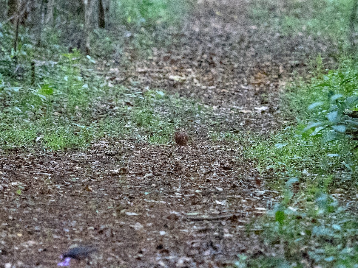 Ruddy Quail-Dove (Ruddy) - ML179419371