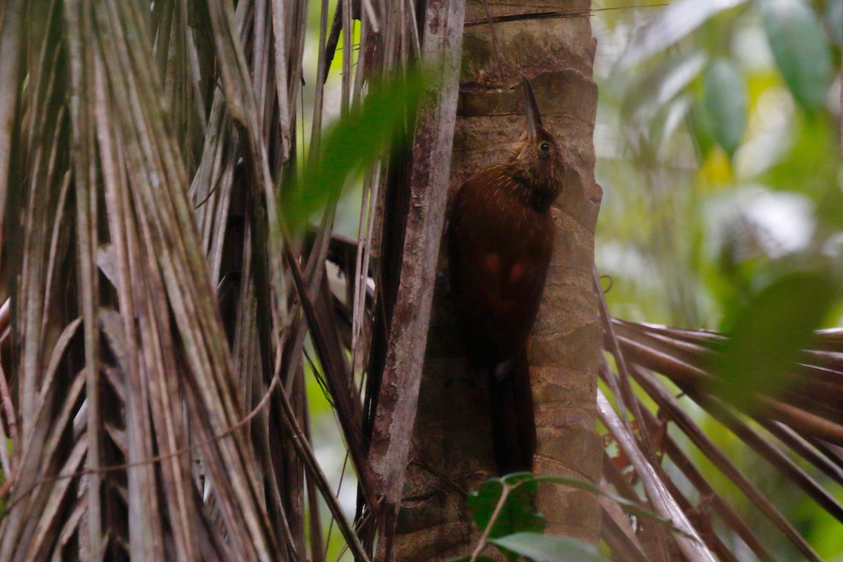 Buff-throated Woodcreeper - ML179420891