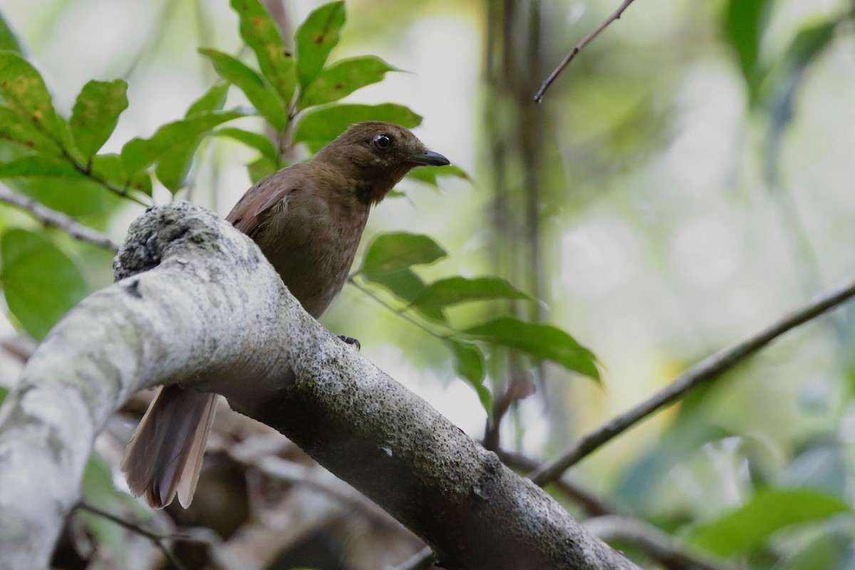 Brown-winged Schiffornis (Brown-winged) - ML179421041