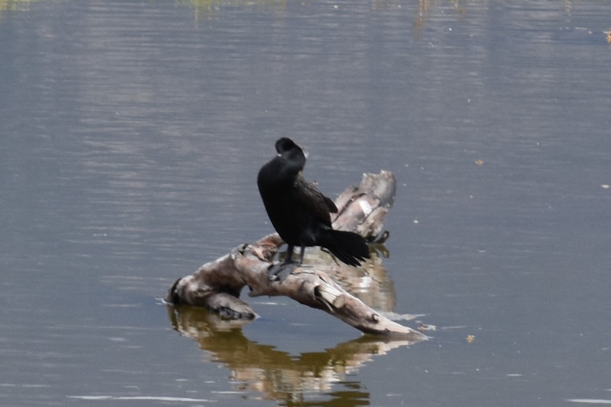 ub. skarv (Phalacrocoracidae sp.) - ML179421081