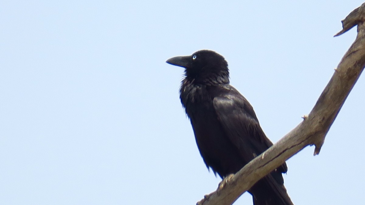 Australian Raven - ML179422801