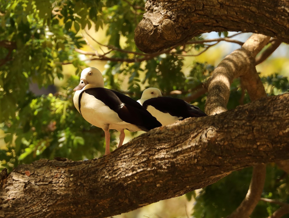 Radjah Shelduck - Ly Lan Le Do