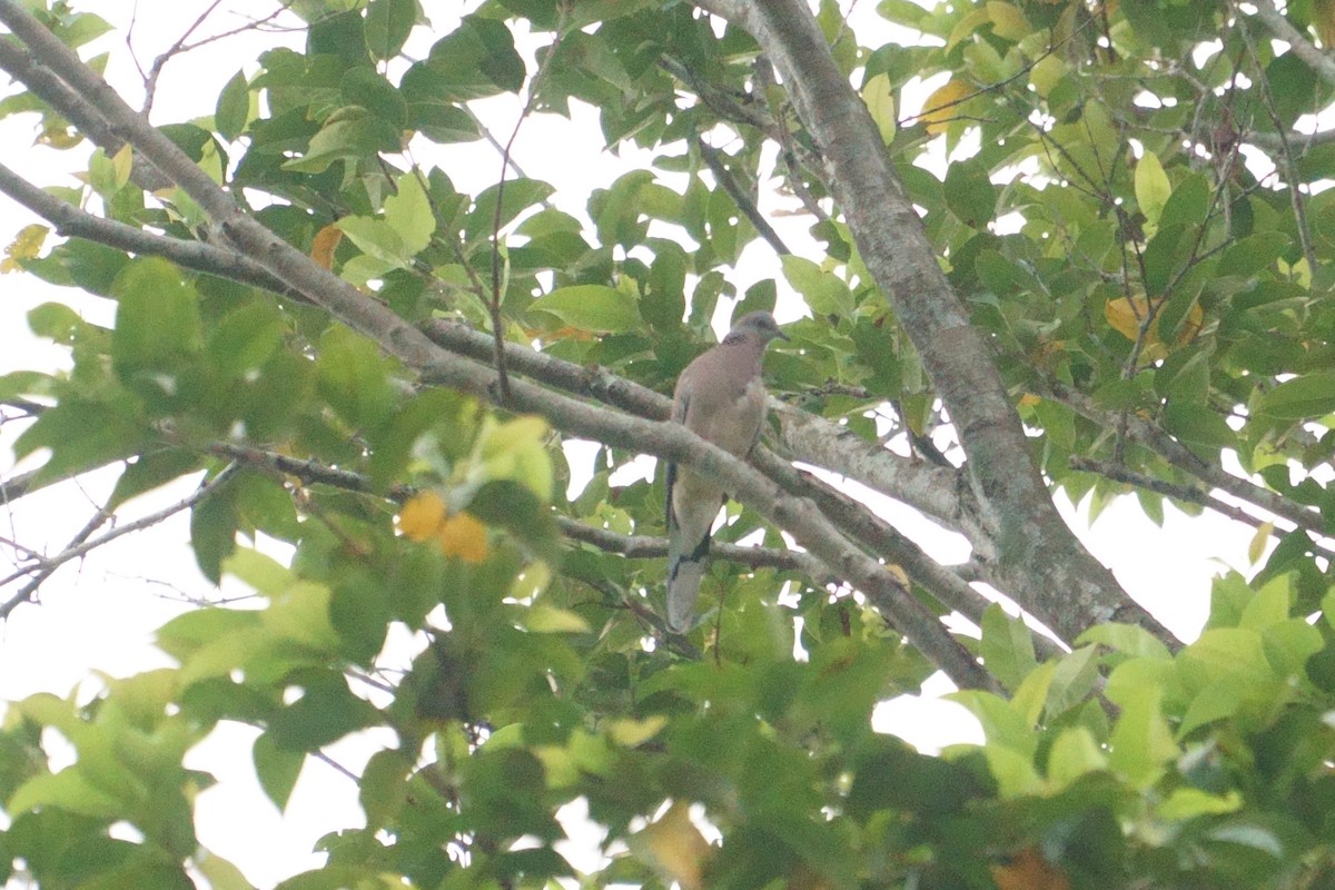 Spotted Dove - ML179423841