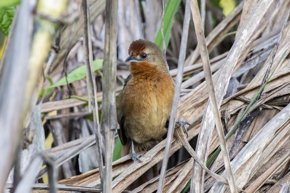 Orange-breasted Thornbird - David Bishop