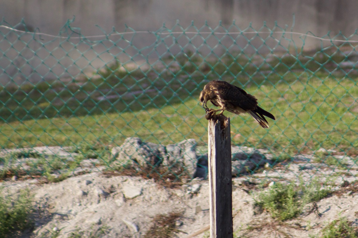 Snail Kite - ML179424211