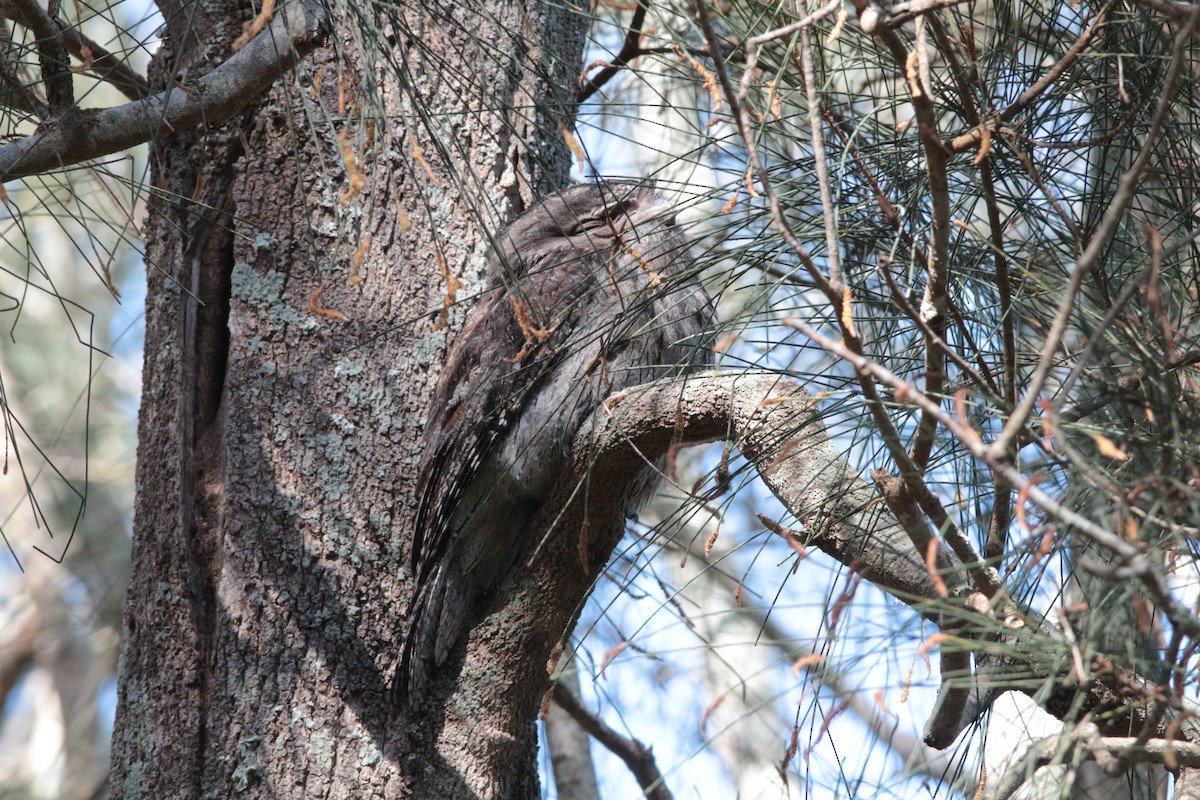 Tawny Frogmouth - Greg and Georgie Shaw