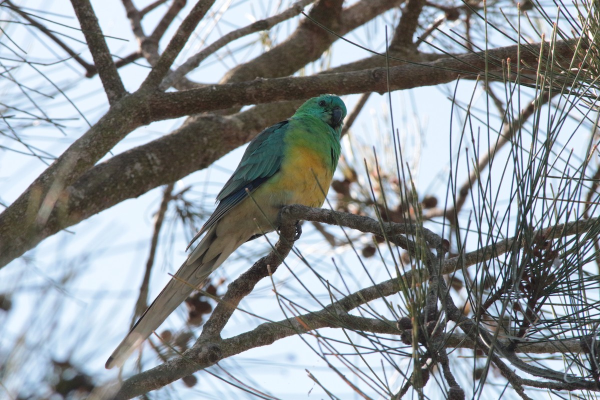 Red-rumped Parrot - Greg and Georgie Shaw