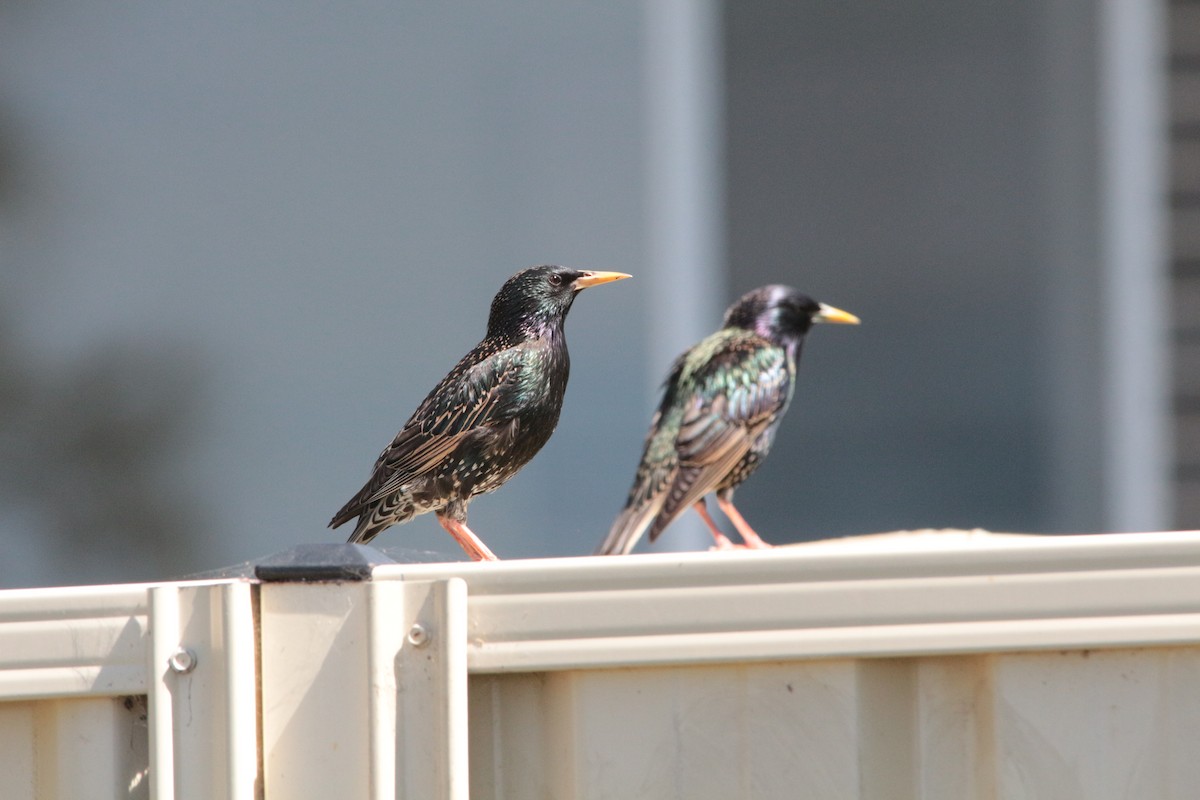 European Starling - ML179425281