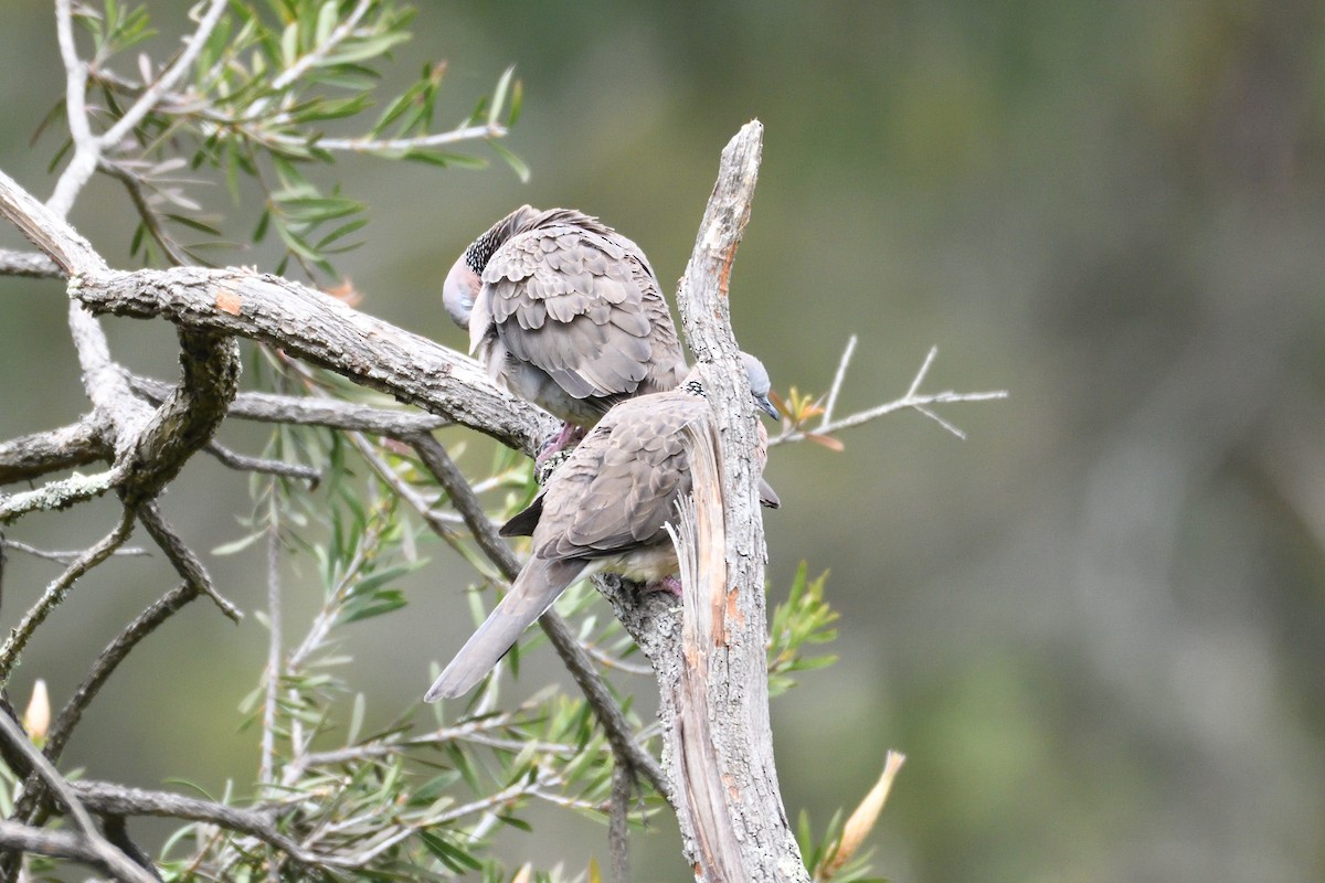 Spotted Dove - ML179425501