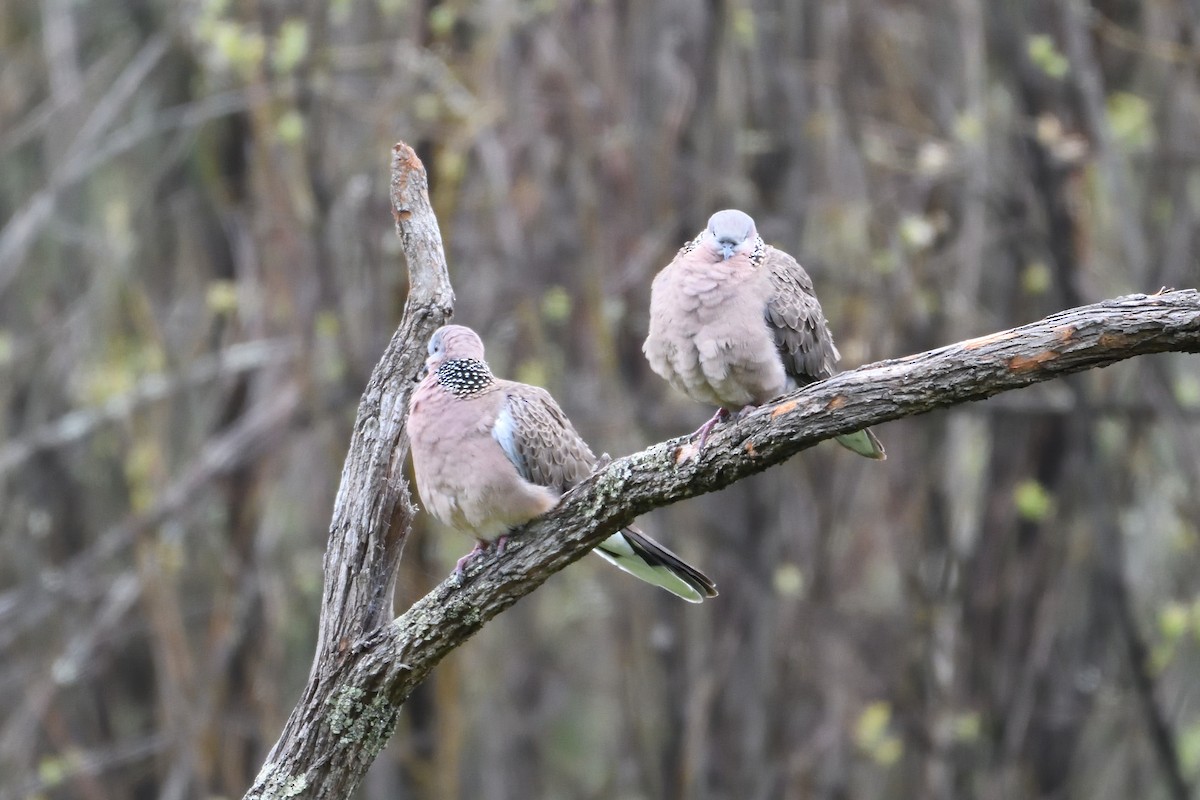 Spotted Dove - ML179425521