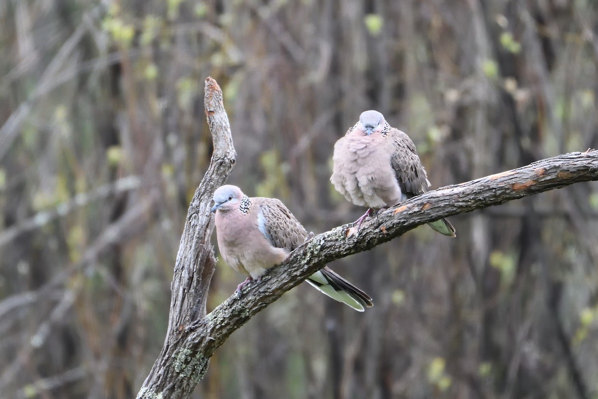 Spotted Dove - ML179425531