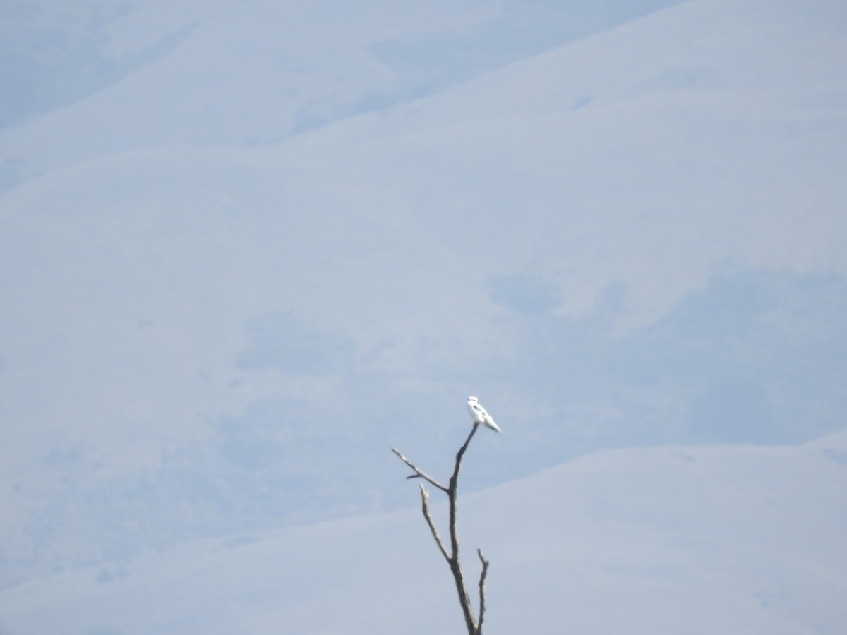 White-tailed Kite - Oliver Tan