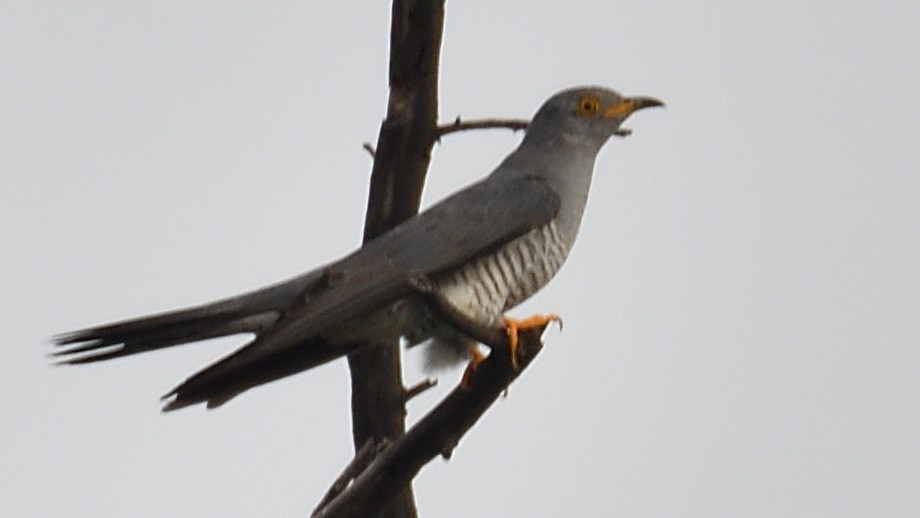 Common Cuckoo - Douglas Ball