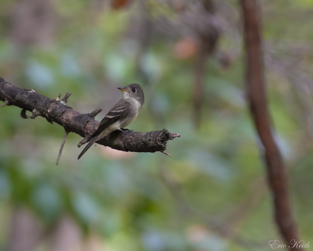 Eastern Wood-Pewee - ML179428081