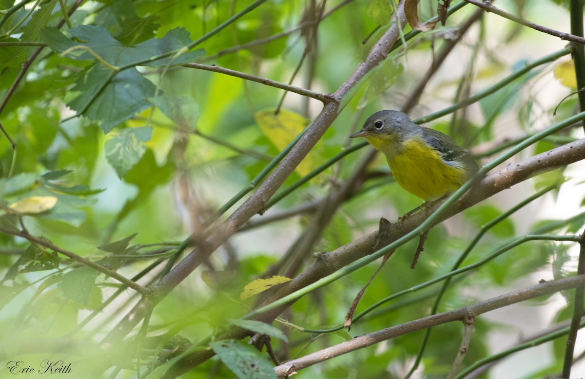 Magnolia Warbler - ML179428251