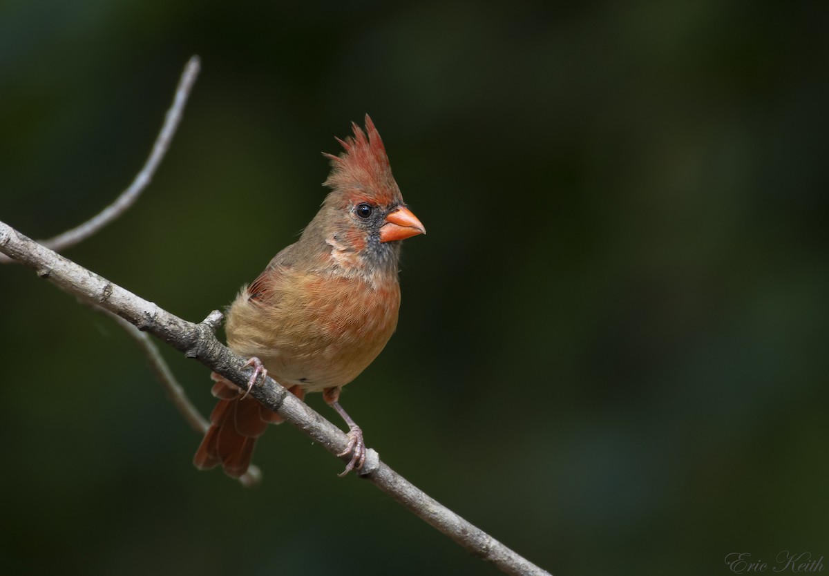 Northern Cardinal - Eric Keith