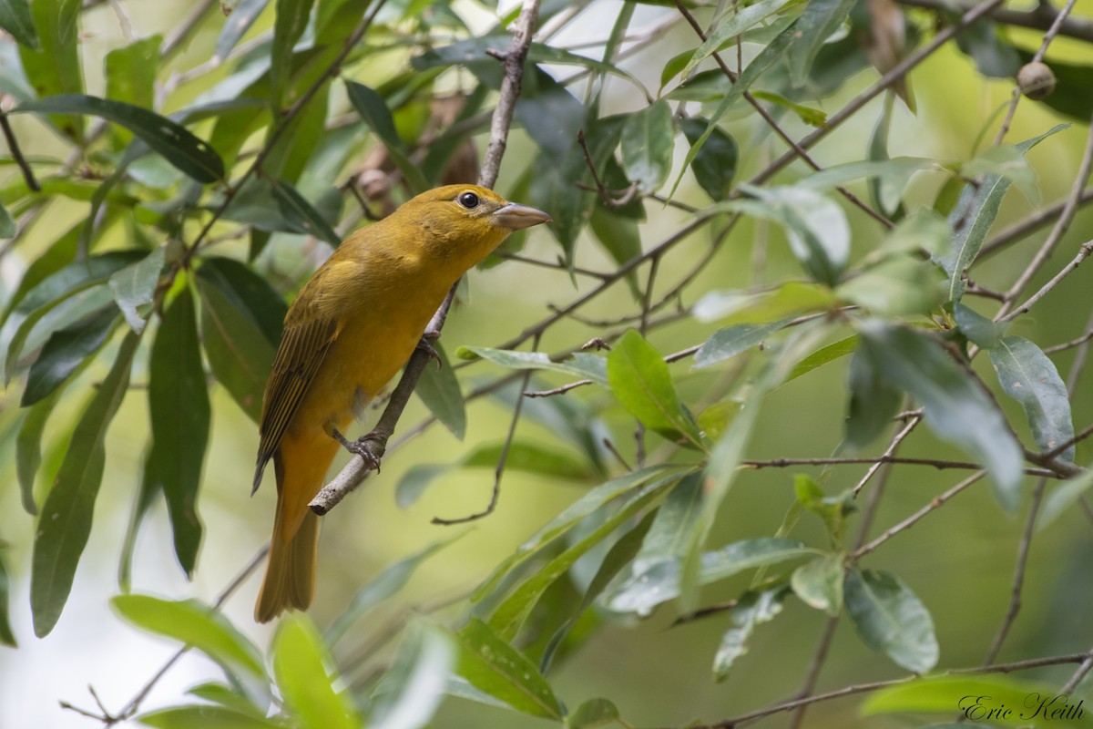 Summer Tanager - ML179428341