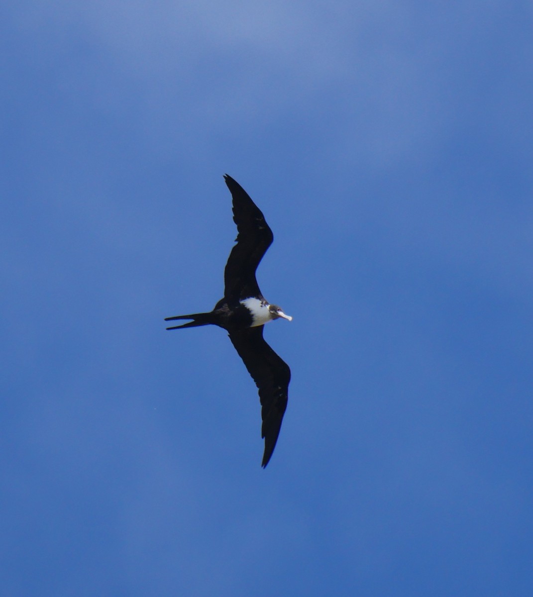 Great Frigatebird - ML179430801