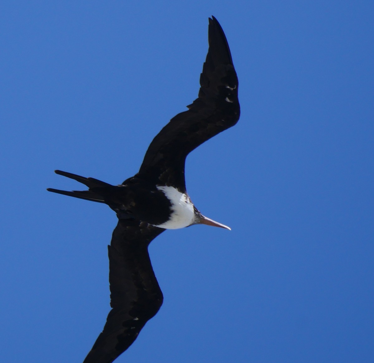 Great Frigatebird - ML179430931