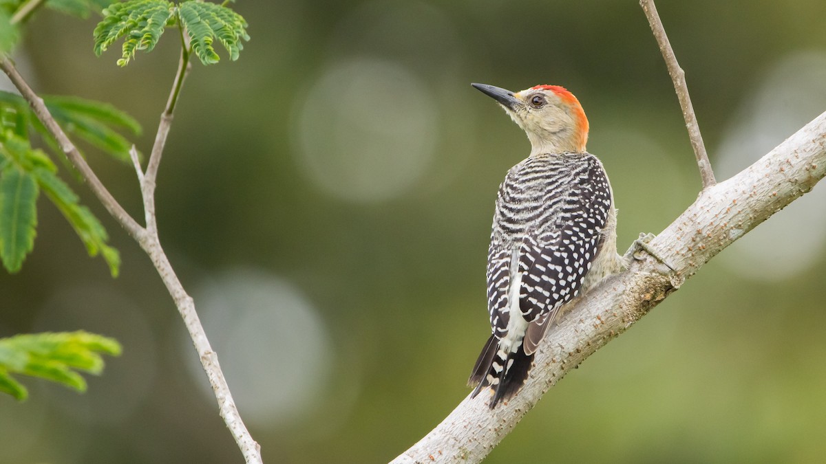 Red-crowned Woodpecker - Pepe Castiblanco