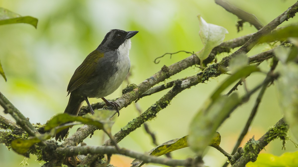 Costa Rican Brushfinch - Pepe Castiblanco