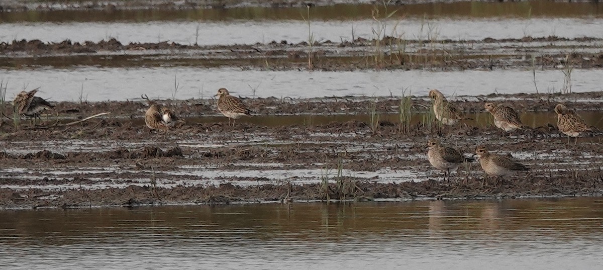 European Golden-Plover - eero salo-oja