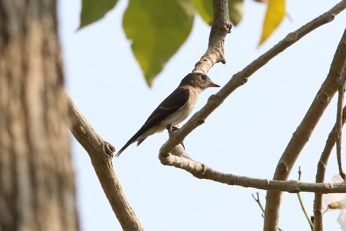 Asian Brown Flycatcher - ML179433191