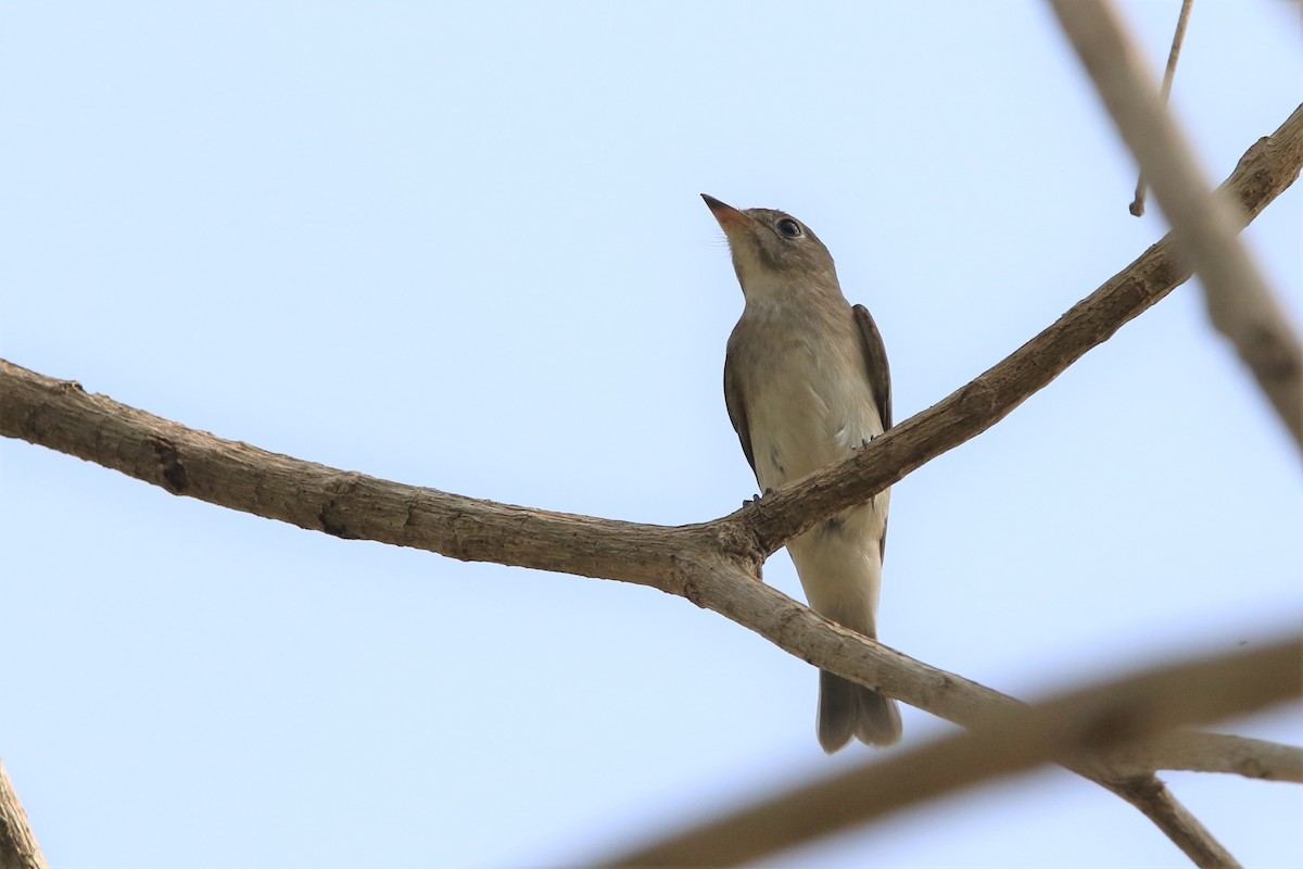 Asian Brown Flycatcher - ML179433201