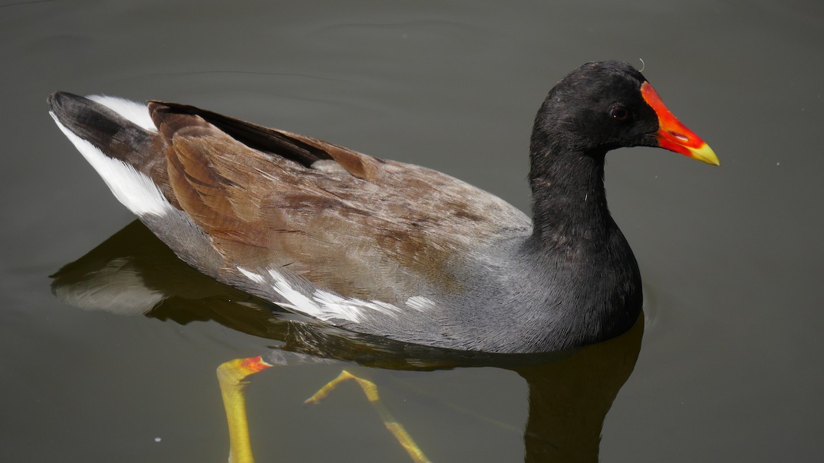 Common Gallinule - Nick Kalodimos