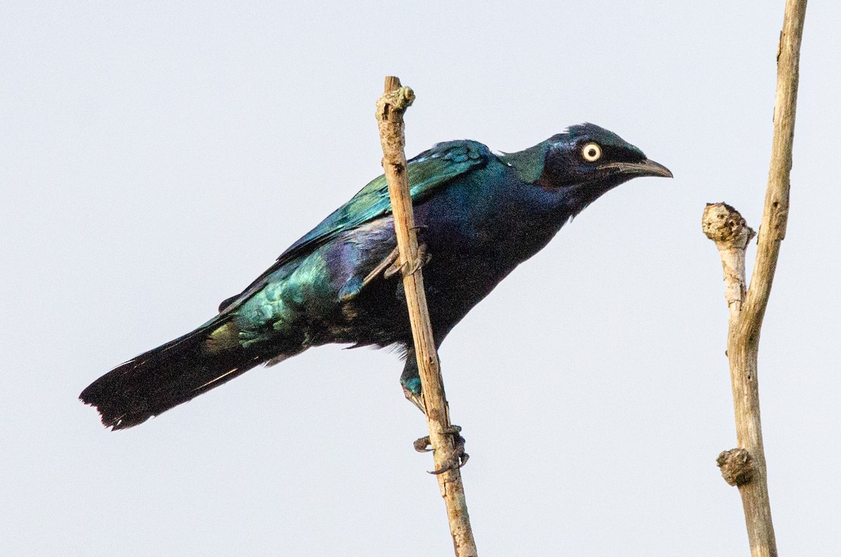 Splendid Starling - Antoon De Vylder