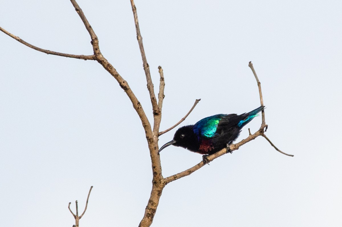 Splendid Sunbird - ML179437531