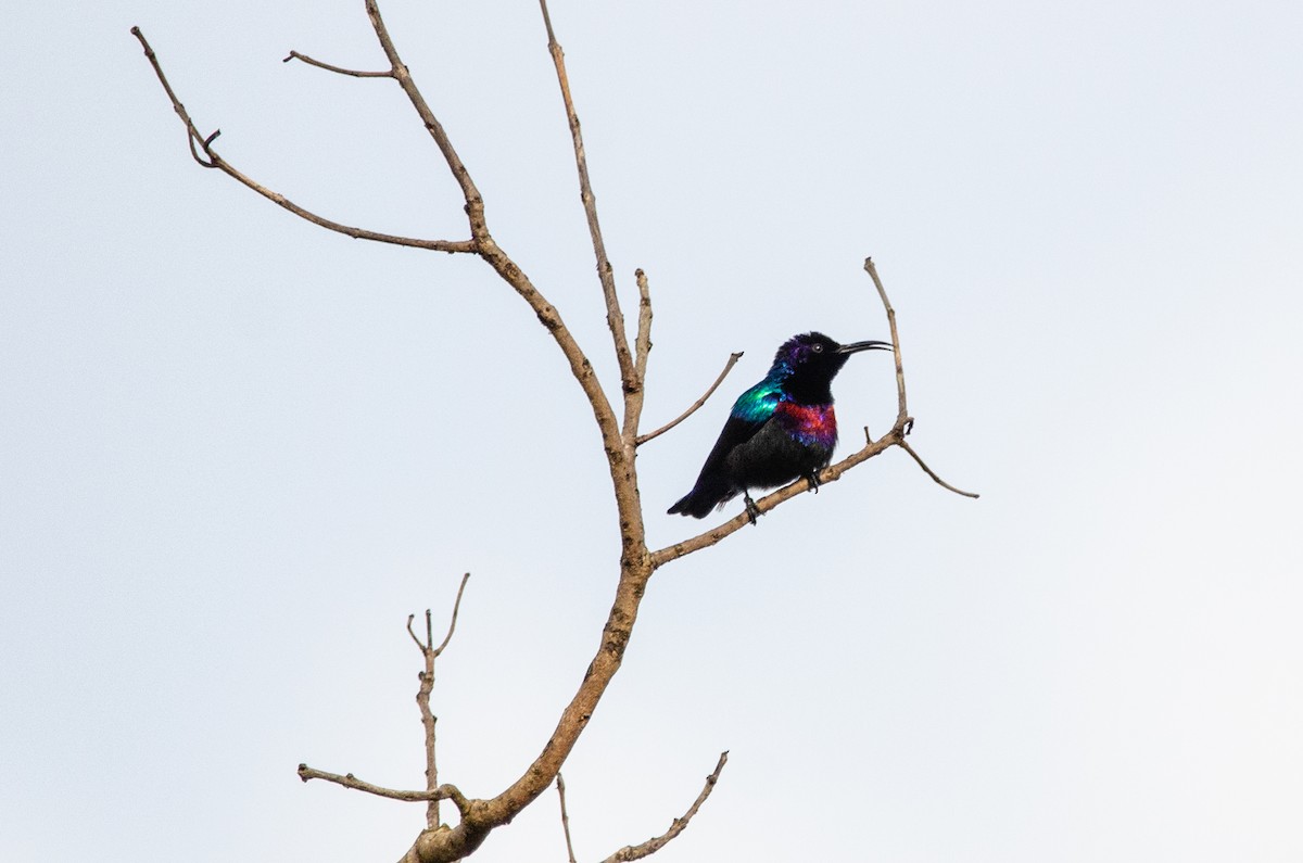 Splendid Sunbird - ML179437541