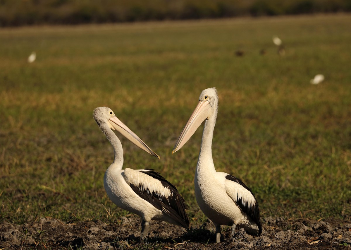 Australian Pelican - ML179438491