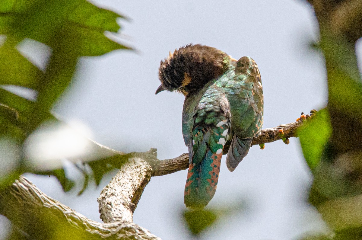 Dideric Cuckoo - ML179438861