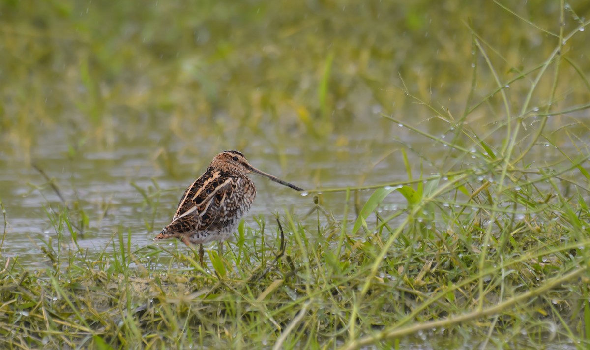 Beccaccino - ML179440241