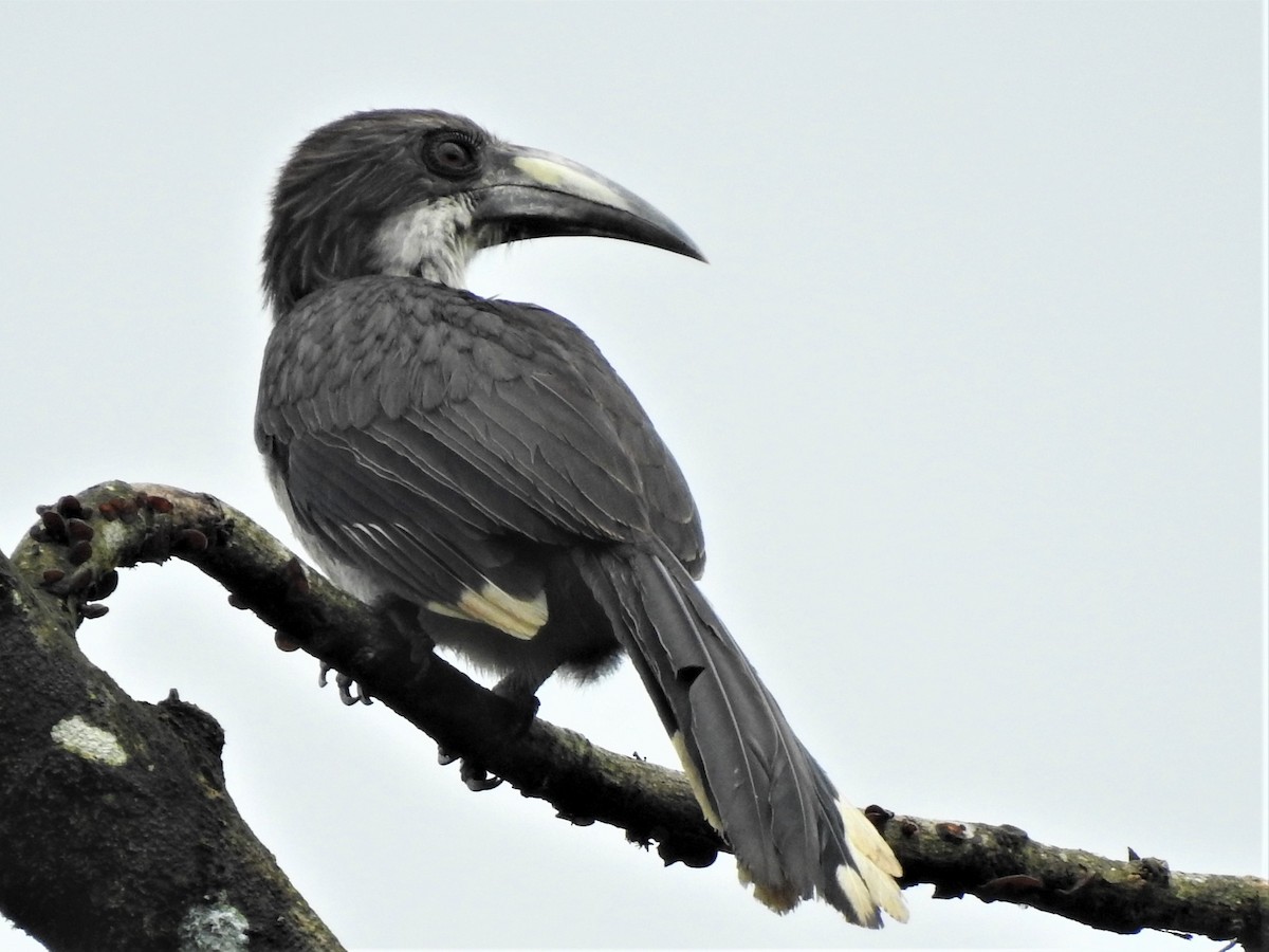 Sri Lanka Gray Hornbill - ML179440391